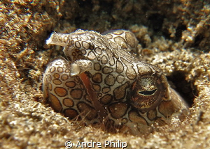 napoleon snake eel (Ophychthys bonaparti) by Andre Philip 